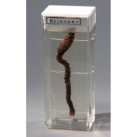 Влажный препарат "Пескожил" - fgospostavki.ru - Махачкала