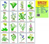 Раздаточные карточки "Цветы полевые" - fgospostavki.ru - Махачкала