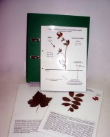 Гербарий к курсу основ общей биологии (20 листов, ламинированный) - fgospostavki.ru - Махачкала