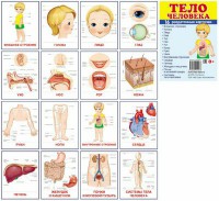Раздаточные карточки "Тело человека" - fgospostavki.ru - Махачкала