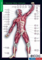 Комплект таблиц. Биология. Строение тела человека. - fgospostavki.ru - Махачкала