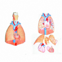 Модель "Система органов дыхания" - fgospostavki.ru - Махачкала