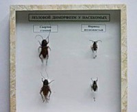 Коллекция энтомологическая "Половой диморфизм" - fgospostavki.ru - Махачкала
