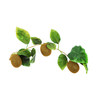 Ветка муляжей "Киви" - fgospostavki.ru - Махачкала