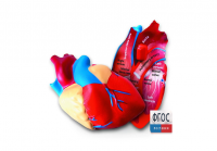 Модель сердца человека (анатомическая) - fgospostavki.ru - Махачкала