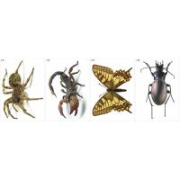 Модель-аппликация Многообразие беспозвоночных - fgospostavki.ru - Махачкала