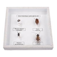 Коллекция энтомологическая "Насекомые вредители" - fgospostavki.ru - Махачкала