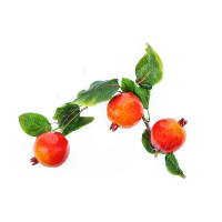 Ветка муляжей "Гранат" - fgospostavki.ru - Махачкала