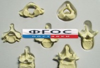 Модель "Позвонки" (из 7 штук) - fgospostavki.ru - Махачкала