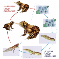 Модель-аппликация Цикл развития лягушки - fgospostavki.ru - Махачкала