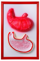 Барельефная модель "Желудок" - fgospostavki.ru - Махачкала