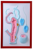 Барельефная модель "Строение гидры" - fgospostavki.ru - Махачкала