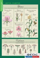 Комплект таблиц. Биология 6 класс. Растения, грибы, лишайники - fgospostavki.ru - Махачкала