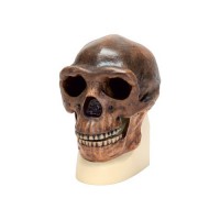 Модель черепа синантропа - fgospostavki.ru - Махачкала