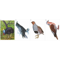 Модель-аппликация Многообразие хордовых. Птицы  - fgospostavki.ru - Махачкала