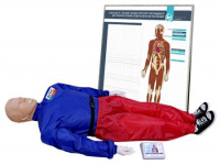 "Александр-01" тренажер-манекен взрослого пострадавшего для отработки приемов сердечно-легочной реанимации (голова, туловище, конечности) с контроллером и настенным табло - fgospostavki.ru - Махачкала