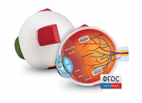 Модель глаза человека (анатомическая) - fgospostavki.ru - Махачкала