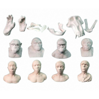 Набор моделей палеонтологических находок "Происхождение человека"	 - fgospostavki.ru - Махачкала