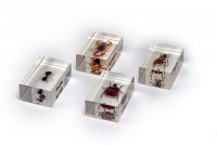 Комплект микропрепаратов для стереомикроскопа - fgospostavki.ru - Махачкала