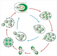 Модель-аппликация Размножение одноклеточной водоросли - fgospostavki.ru - Махачкала