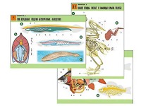 Комплект таблиц по биологии демонстрационных "Зоология 2" (16 таблиц, формат А1, ламинированные) - fgospostavki.ru - Махачкала