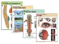 Комплект таблиц по всему курсу биологии (120 штук, формат А1, полноцветные, ламинированные) - fgospostavki.ru - Махачкала