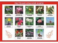 Таблица демонстрационная "Растения Красной книги" (винил 100*140) - fgospostavki.ru - Махачкала