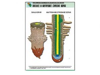 Рельефная таблица "Внешнее и внутреннее строение корня" (формат А1, матовое ламинирование) - fgospostavki.ru - Махачкала