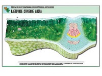 Рельефная таблица "Клеточное строение листа" (формат А1, матовое ламинирование) - fgospostavki.ru - Махачкала
