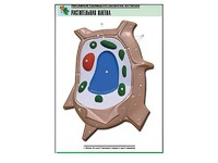 Рельефная таблица "Растительная клетка" (формат А1, матовое ламинирование) - fgospostavki.ru - Махачкала