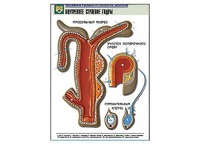 Рельефная таблица "Внутреннее строение гидры" - fgospostavki.ru - Махачкала