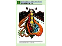 Рельефная таблица "Внутреннее строение жука" (формат А1, матовое ламинирование) - fgospostavki.ru - Махачкала