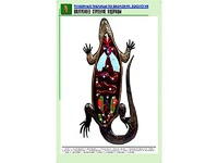 Рельефная таблица "Внутреннее строение ящерицы" (формат А1, матовое ламинирование) - fgospostavki.ru - Махачкала