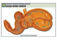 Рельефная таблица "Желудок жвачного животного" (формат А1, матовое ламинирование) - fgospostavki.ru - Махачкала