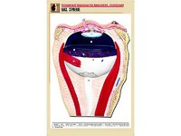 Рельефная таблица "Глаз. Строение" (формат А1, матовое ламинирование) - fgospostavki.ru - Махачкала