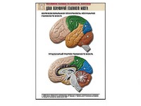 Рельефная таблица "Доли полушарий головного мозга" (формат А1, матовое ламинирование) - fgospostavki.ru - Махачкала