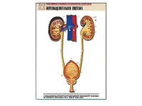 Рельефная таблица "Мочевыделительная система" (формат А1, матовое ламинирование) - fgospostavki.ru - Махачкала