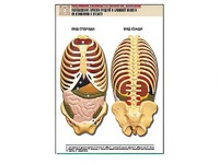 Рельефная таблица "Расположение органов грудной и брюшной полостей по отношению к скелету"(формат А1, ламинированная) - fgospostavki.ru - Махачкала