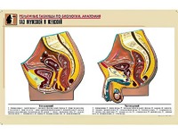 Рельефная таблица "Таз мужской и женский" (формат А1, матовое ламинирование) - fgospostavki.ru - Махачкала