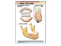 Рельефная таблица "Челюсти и зубы человека" (формат А1, матовое ламинирование) - fgospostavki.ru - Махачкала