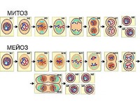 Модель-аппликация "Деление клетки. Митоз и мейоз" (ламинированная) - fgospostavki.ru - Махачкала