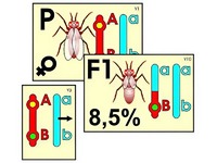 Модель-аппликация "Перекрест хромосом" (ламинированная) - fgospostavki.ru - Махачкала