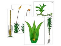 Модель-аппликация "Размножение мха" (ламинированная) - fgospostavki.ru - Махачкала