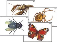 Модель-аппликация "Разнообразие беспозвоночных" (ламинированная) - fgospostavki.ru - Махачкала