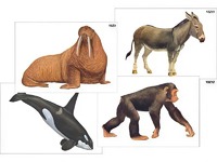 Модель-аппликация "Разнообразие высших хордовых 2. Млекопитающие" (ламинированная) - fgospostavki.ru - Махачкала