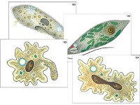 Модель-аппликация "Строение и разнообразие простейших" (ламинированная) - fgospostavki.ru - Махачкала