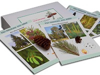 Коллекция "Голосеменные растения" - fgospostavki.ru - Махачкала