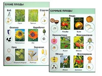 Коллекция "Семена и плоды" - fgospostavki.ru - Махачкала