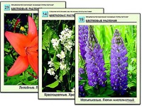 Гербарий фотографический "Основные группы растений" - fgospostavki.ru - Махачкала