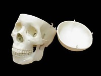 Модель "Череп человека" - fgospostavki.ru - Махачкала